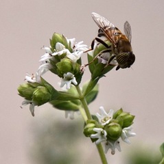 Eristalinus taeniops