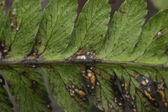 Milesina kriegeriana