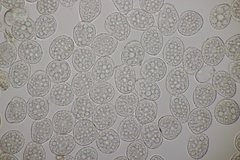 Milesina kriegeriana