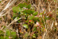 Arctostaphylos cruzensis