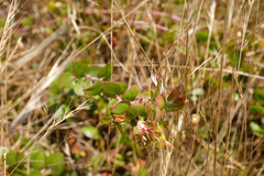 Arctostaphylos cruzensis