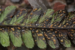 Milesina kriegeriana