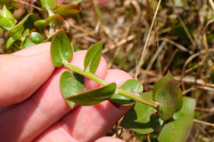Arctostaphylos cruzensis