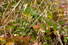 Arctostaphylos cruzensis