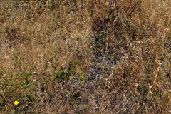 Arctostaphylos cruzensis