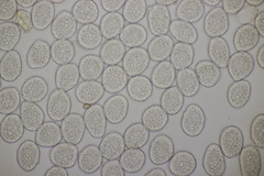 Milesina kriegeriana