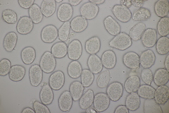 Milesina kriegeriana