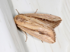 Leucania stenographa