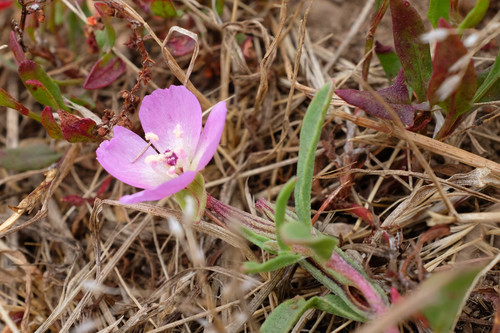Prostrate clarkia (Clarkia prostrata)