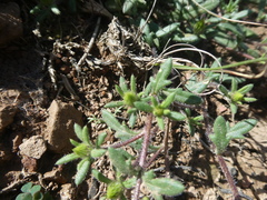 Gorteria piloselloides