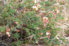 Acmispon cytisoides