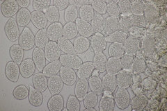 Milesina kriegeriana