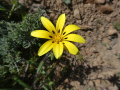 Gorteria piloselloides