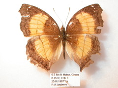 Junonia terea terea