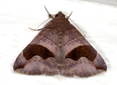 Bastilla solomonensis