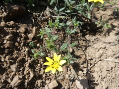 Gorteria piloselloides