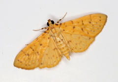 Conogethes