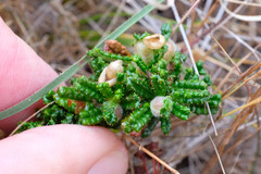 Ceanothus hearstiorum