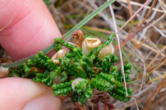 Ceanothus hearstiorum