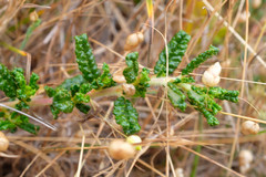 Ceanothus hearstiorum