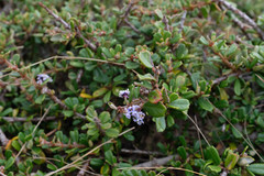Ceanothus maritimus