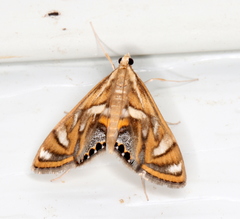 Margarosticha euprepialis