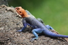 Dodoma Rock Agama - Photo (c) Alyssa Semerdjian, some rights reserved (CC BY-NC), uploaded by Alyssa Semerdjian