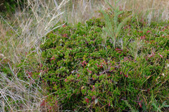 Arctostaphylos hookeri hearstiorum