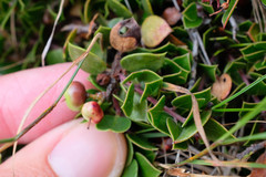 Arctostaphylos hookeri hearstiorum