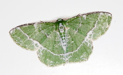 Eucyclodes insperata