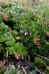 Arctostaphylos hookeri hearstiorum