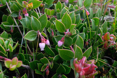 Arctostaphylos hookeri hearstiorum