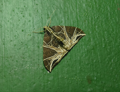 Ecliptopera rectilinea