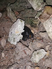 Elachistocleis pearsei