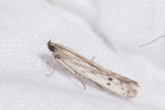 Homoeosoma nebulella