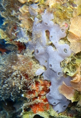 Lissoclinum perforatum