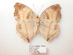 Junonia terea terea