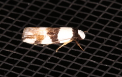 Zonopetala decisana