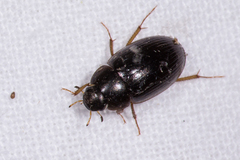 Hydrobius