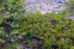 Arctostaphylos hookeri hearstiorum
