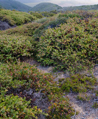 Arctostaphylos hookeri hearstiorum