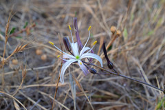 Chlorogalum pomeridianum divaricatum