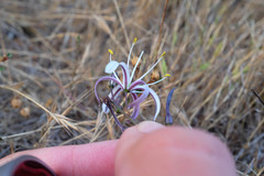 Chlorogalum pomeridianum divaricatum