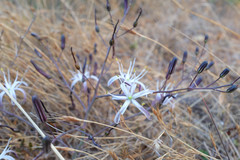 Chlorogalum pomeridianum divaricatum