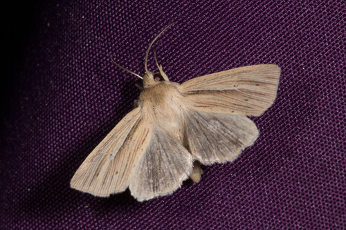 Smoky Wainscot