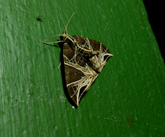 Ecliptopera rectilinea