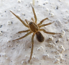 Zoicinae