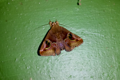 Ommatophora luminosa