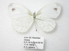 Leptosia alcesta