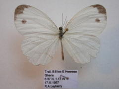 Leptosia hybrida hybrida